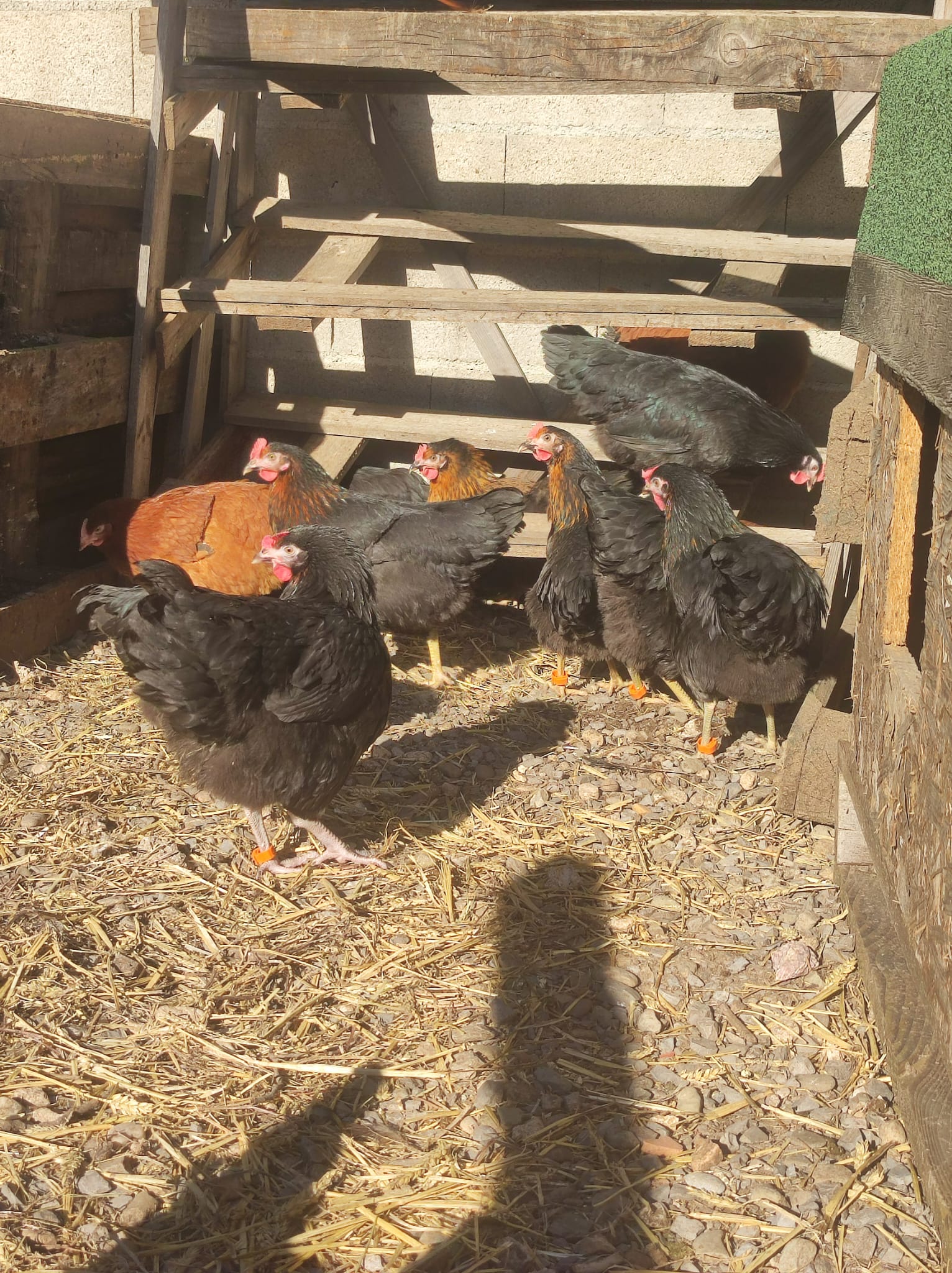 Nos poules